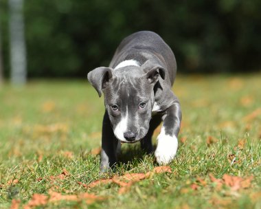 Parkta çalışan küçük bir Amerikan köpeği.