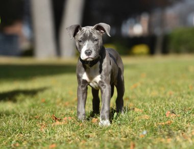 Parkta çalışan küçük bir Amerikan köpeği.