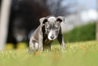 Bir köpek yavrusu. Sahada çalışan bir Amerikan köpeği.