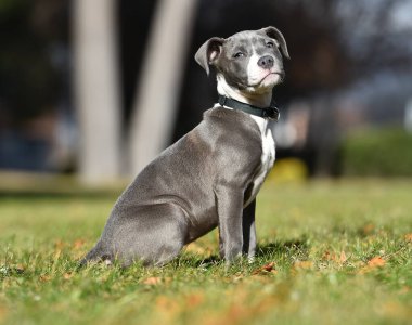 a puppy american stafford dog in the field clipart