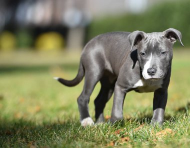 a puppy american stafford dog in the field clipart