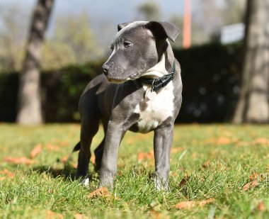 a puppy american stafford dog in the field clipart