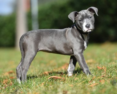 Bir köpek yavrusu. Sahada çalışan bir Amerikan köpeği.