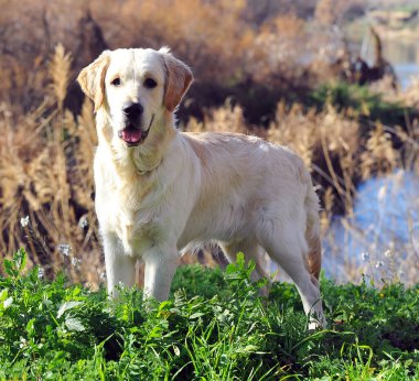 # Tarlada güzel bir labrador köpeği #