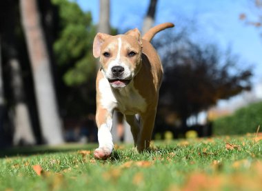 Güçlü ve ciddi bir Amerikan personeli köpeği.