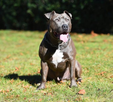 Güçlü ve ciddi bir Amerikan personeli köpeği.