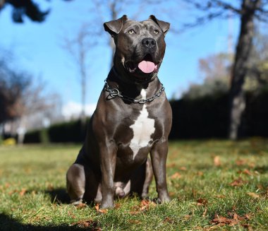 Güçlü ve ciddi bir Amerikan personeli köpeği.