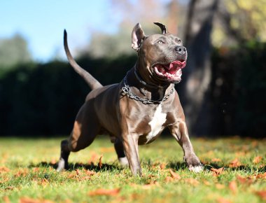  Parkta çalışan bir Amerikan köpeği.