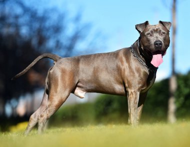  Parkta çalışan bir Amerikan köpeği.