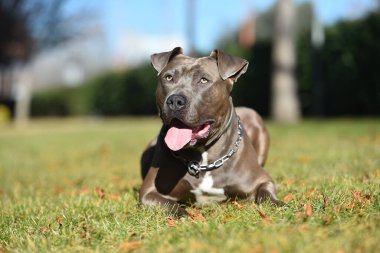 Sahadaki güçlü bir Amerikan köpeğiydi.