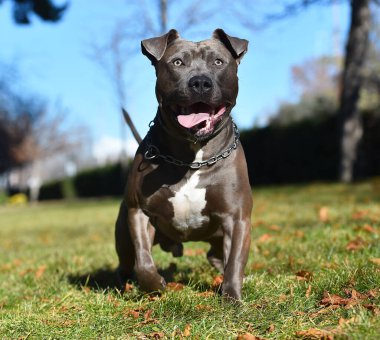 Sahadaki güçlü bir Amerikan köpeğiydi.