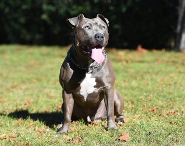 a strong american stafford dog in the field clipart