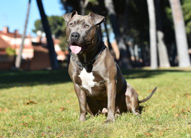 Sahadaki güçlü bir Amerikan köpeğiydi.