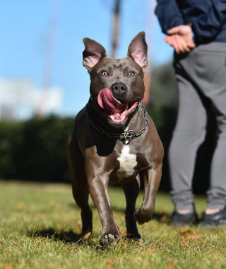 Sahadaki güçlü bir Amerikan köpeğiydi.