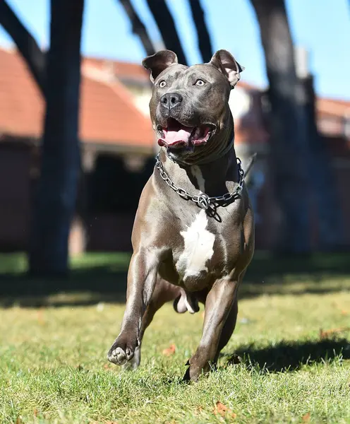Güçlü ve ciddi bir Amerikan personeli köpeği.