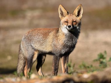 Tarlada başı boş bir tilki.