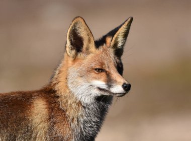 Tarlada başı boş bir tilki.