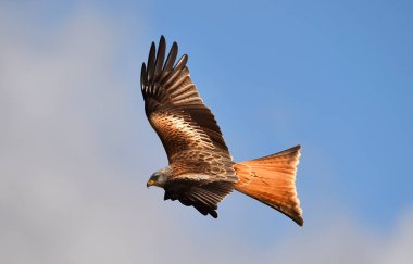 Özgürlüğün görkemli kırmızı uçurtması