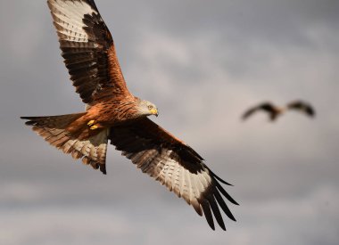 Özgürlüğün görkemli kırmızı uçurtması
