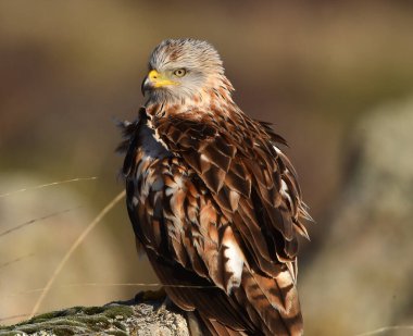 Özgürlüğün görkemli kırmızı uçurtması
