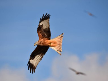 Özgürlüğün görkemli kırmızı uçurtması