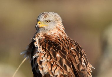 Özgürlüğün görkemli kırmızı uçurtması