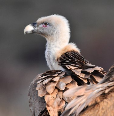 İspanya 'da özgürce dolaşan bir griffon akbabası.