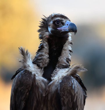 İspanya 'da özgürce dolaşan görkemli bir kara akbaba.