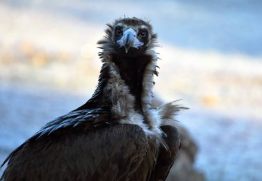 İspanya 'da özgürce dolaşan görkemli bir kara akbaba.