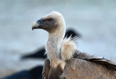 Görkemli bir Griffon akbabası özgürce dolaşıyor.
