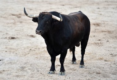 İspanya 'da büyük boynuzları olan boğa güreşçisi