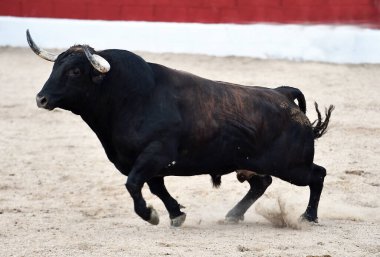 İspanya 'da büyük boynuzları olan boğa güreşçisi