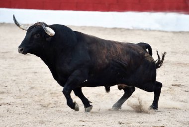 İspanya 'da büyük boynuzları olan boğa güreşçisi