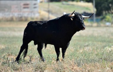 Boğa güreşinin geleneksel gösterisinde İspanya 'da boğa güreşi