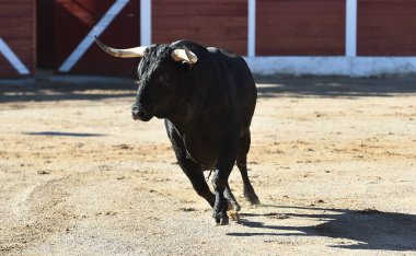 İspanya 'da boynuzlu siyah boğa