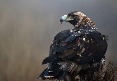 İspanya 'da görkemli bir imparatorluk kartalı.