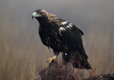 a majestic imperial eagle in spain clipart