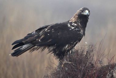 İspanya 'da görkemli bir imparatorluk kartalı.