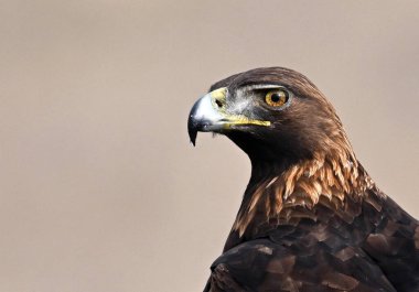 Vahşi doğada güçlü bir kartal