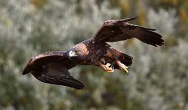 İspanya 'da özgürce dolaşan görkemli bir altın kartal.