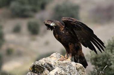 İspanya 'da özgürce dolaşan görkemli bir altın kartal.