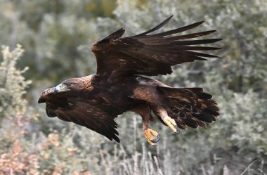 İspanya 'da özgürce dolaşan görkemli bir altın kartal.