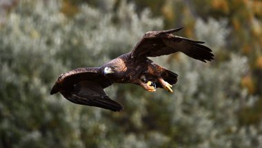 İspanya 'da özgürce dolaşan görkemli bir altın kartal.