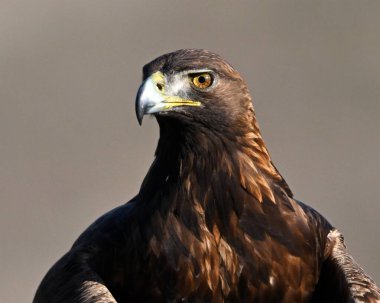 İspanya 'da özgürce dolaşan görkemli bir altın kartal.