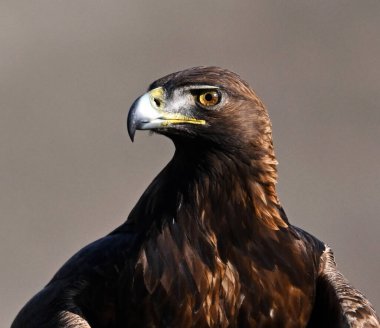 İspanya 'da özgürce dolaşan görkemli bir altın kartal.