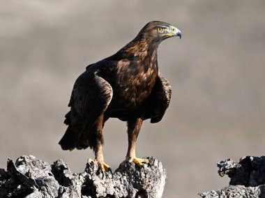 İspanya 'da özgürce dolaşan görkemli bir altın kartal.