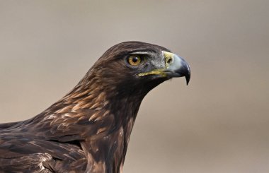 İspanya 'da özgürce dolaşan görkemli bir altın kartal.