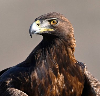 İspanya 'da özgürce dolaşan görkemli bir altın kartal.