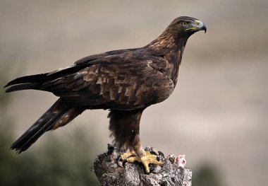 İspanya 'da özgürce dolaşan görkemli bir altın kartal.