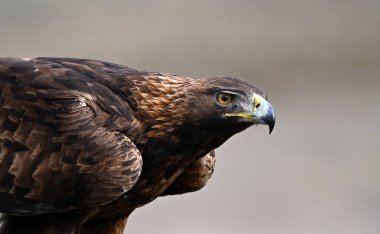 a majestic golden eagle in freedom in spain clipart